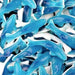 blue raspberry dolphins